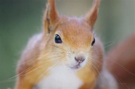 Red Squirrel 13 | Red squirrel, Squirrel, Animals