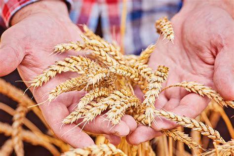 5 hot tips for a successful harvest - Plug & Cool