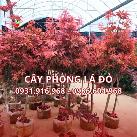 phong la  ky thuat trong cham soc gia va  diem mua