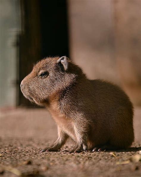 Fotos De Capivaras Fofas - 40 fotos que provam que as capivaras são os animais mais fofos do mundo ...