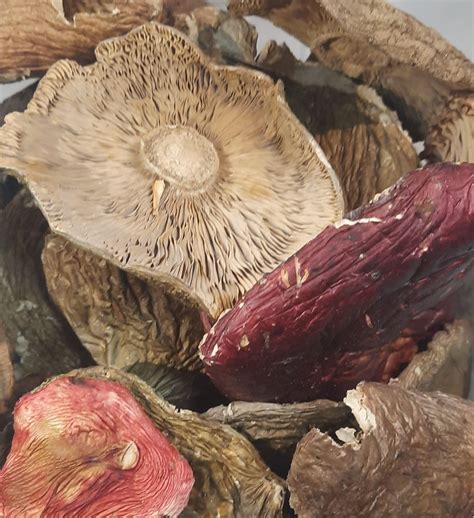 Купити Сироїжка їстівна (Russula vesca) сушена - 100 грам, СС-01С ...