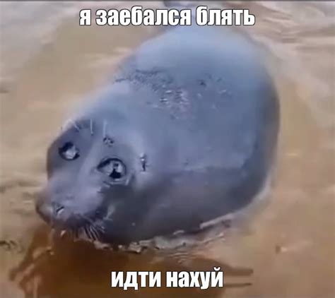 Создать мем "грустный тюлень, плачущий тюлень, тюлень плачет ...