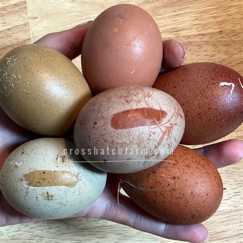 black australorp egg color 5