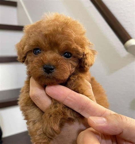 Teacup poodle puppies for adoption