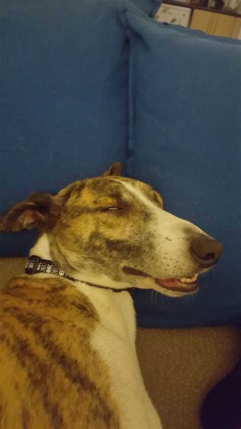 His fart face : r/Unorthodog