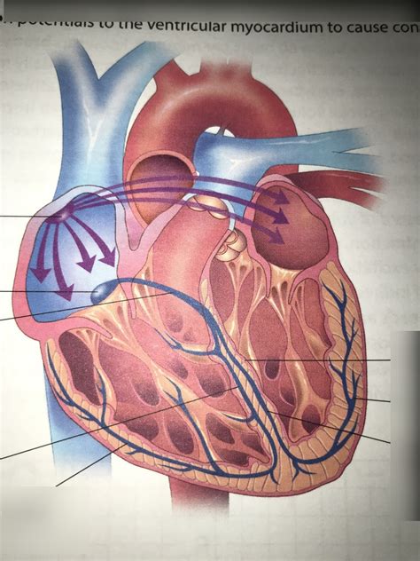 Heart Sounds Diagram | Quizlet