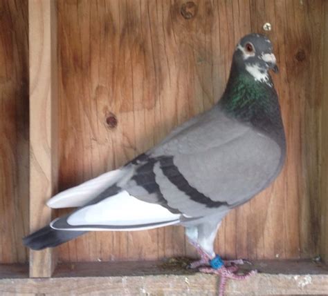 Blue bar pied racing pigeon. | Pigeon pictures, Racing pigeons, Racing ...