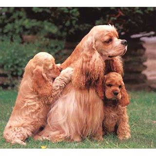 Кокер спаниель (Cocker Spaniel) собака. ФОТО, ЦЕНА, продолжительность ...