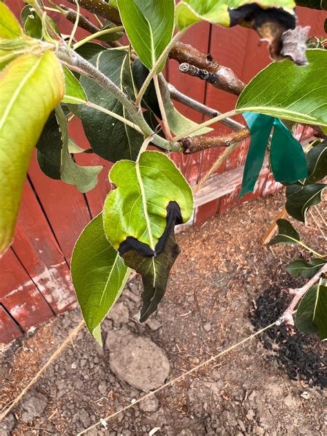 Is this Fire Blight? Please help me diagnose - General Fruit Growing