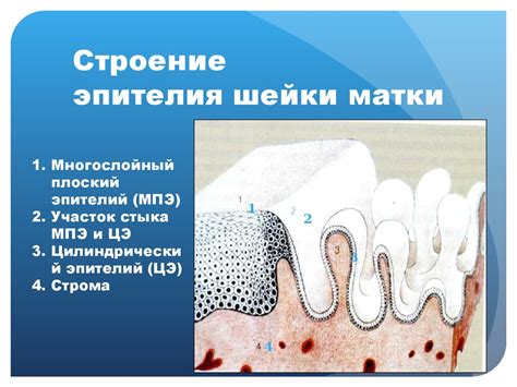 Современный скрининг и лечение ВПЧ-ассоциированных заболеваний ...