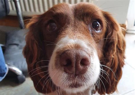 Heartbroken dog owner asks for NI public to help her ‘Bring Molly Home ...