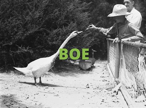 BOE Meaning » Slang.org