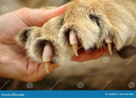 Claws Of Lion Royalty-Free Stock Image | CartoonDealer.com #1628266