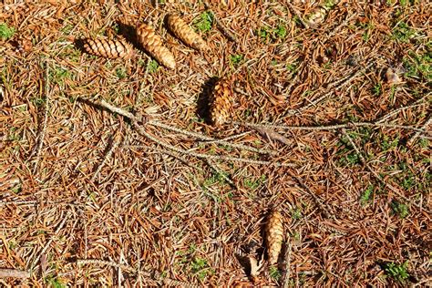 Forest soil texture background. The ground in a forest with pine cones
