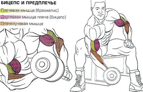 Концентрированный подъем на бицепс — цель на результат
