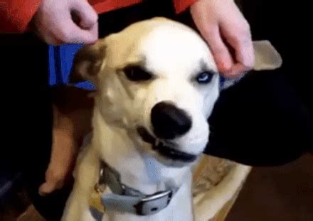 Hilarious Dirty GIFs: Is It Really That Funny? - tovnoe7