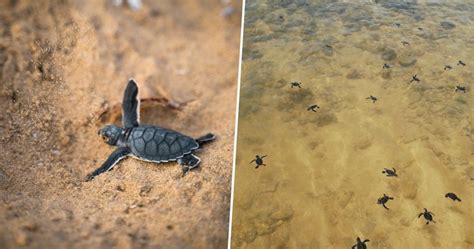 Thousands Of Turtles Captured On Drone Footage Wow The Internet
