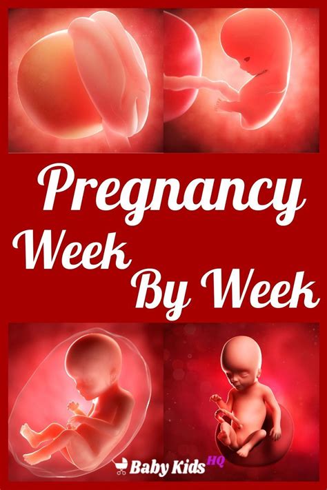 Pregnancy week by week – Artofit