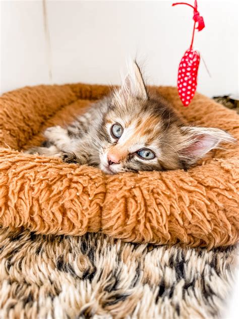 vca east mill plain animal hospital 7