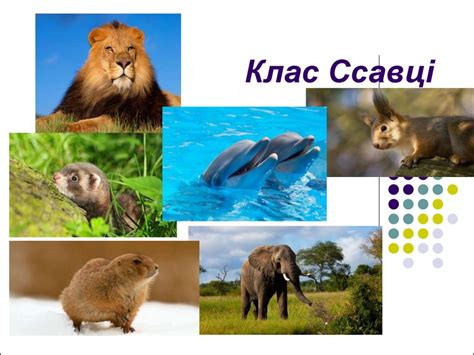 Клас ссавці - презентация онлайн