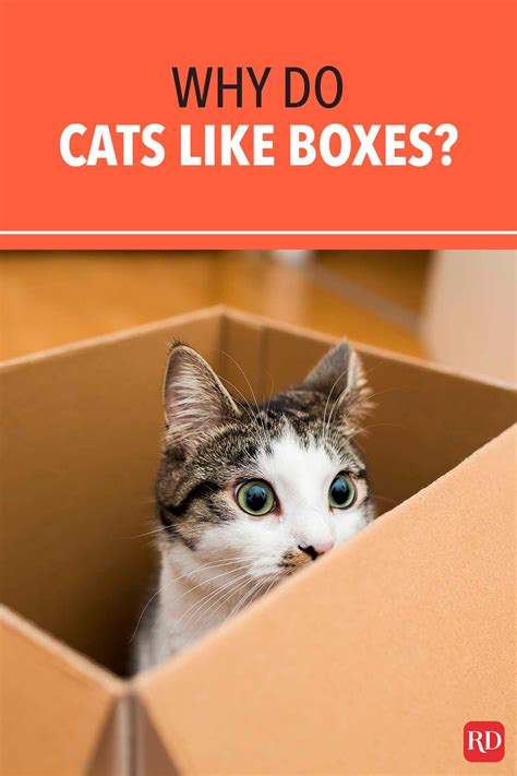 Why Do Cats Like Wool at Cecila Whitworth blog