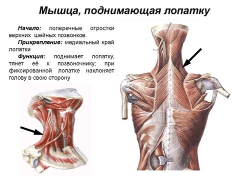 Техника выполнения стойки на лопатках