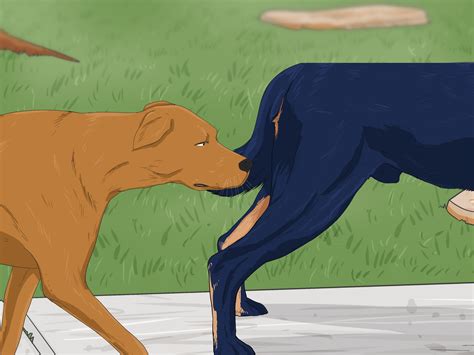 When Can A Male Dog Impregnate A Female