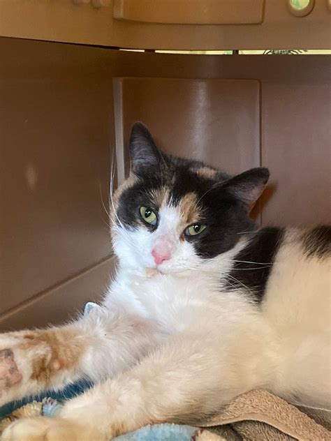 Meet Cee Cee, our new... - Woodstock Kitten Nursery & Rescue