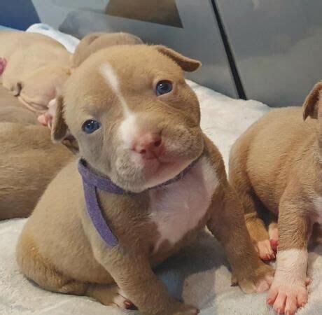 american bully puppies fawn fawn american bulldog puppies  sale