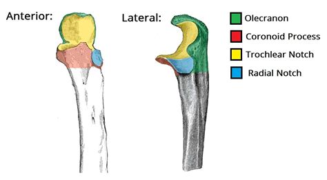 coronoid process fracture case