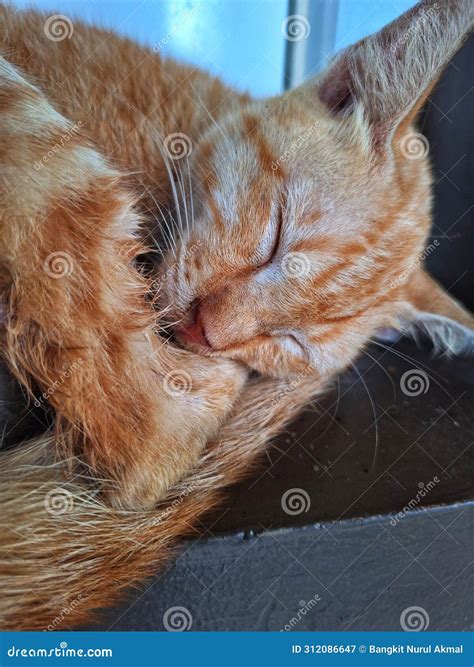 Cute wild domestic cats stock image. Image of black - 312086647