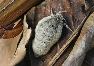 fileorgyia antiqua fjpg wikimedia commons