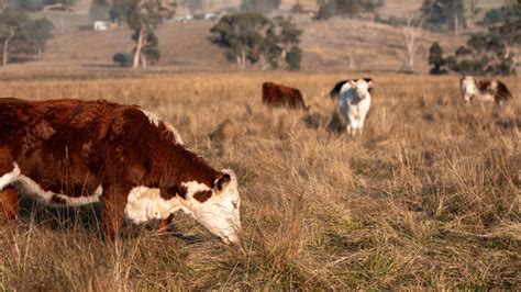 australian wagyu beef    japanese counterpart