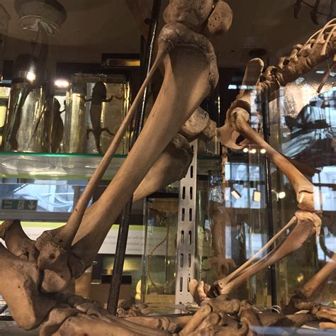 The leg bones connected to the hip bone… | UCL Researchers in Museums