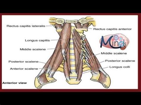 ep  cervical plexus sympathetic trunk styloid apparatus