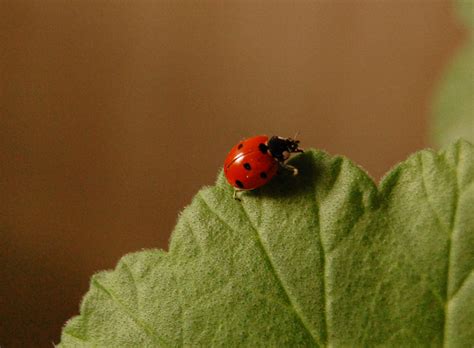 photo ladybug animal insect nature   jooinn