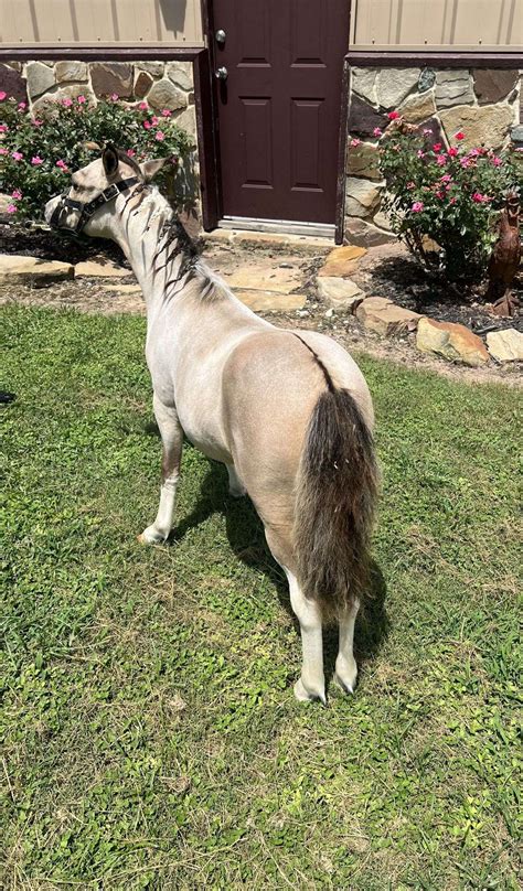 Beautiful Dun Stallion