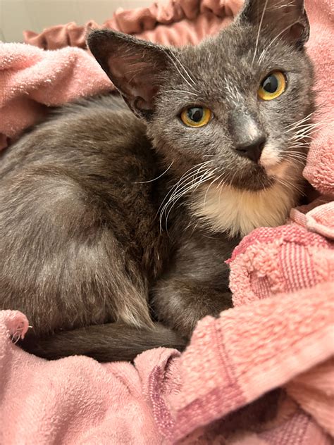 Available Pets for Adoption | Rags to Riches Animal Rescue Tampa