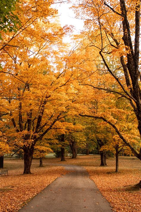 Peak Foliage 2024 Ma