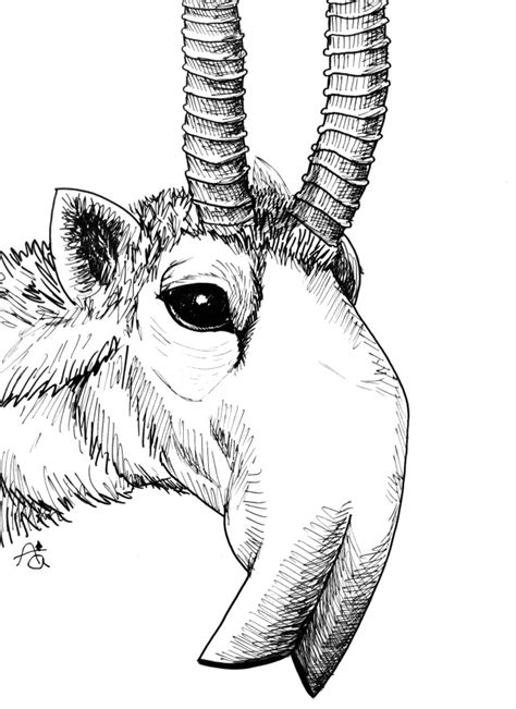 #saiga antelope on Tumblr