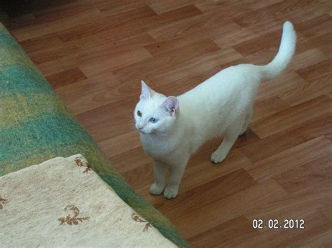 Ванская разноглазая кошка