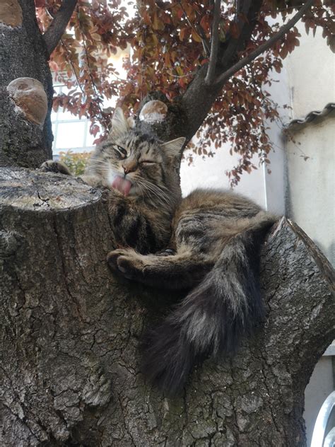 [OC] flirty cat in a tree : r/aww