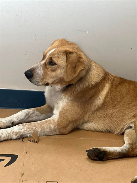 Lost and Found Pets of Butler County,Ky | Another update. Not a good