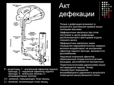 Пищеварение в 12-перстной кишке - online presentation