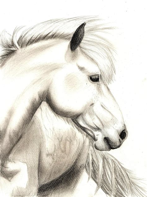 Realistic Horse Sketch by jennypip on DeviantArt