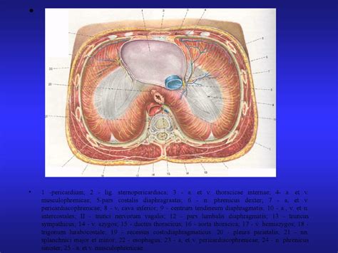 Диафрагмальные грыжи - online presentation