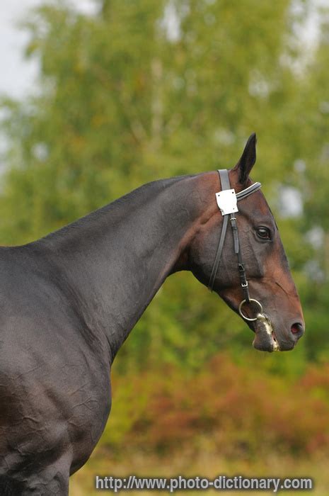 stallion photopicture definition  photo dictionary stallion word