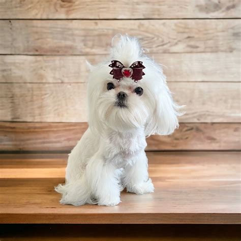 Tiny Maltese Puppies for Sale – Adorable & Hypoallergenic