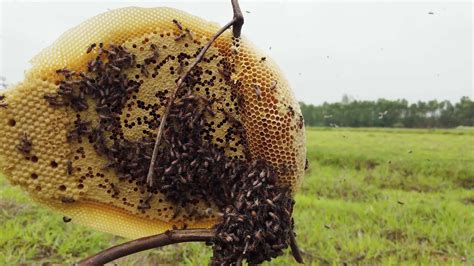 Fresh natural honeycomb on dry branches. real honey from the forest