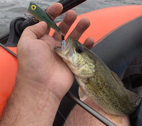 I caught a Bass today with a Topwater Popper Lure I made by hand ...